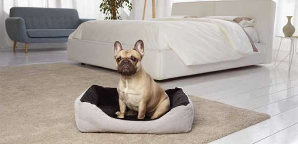 Magnipet Bed psík v matraci